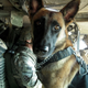 Imagen para el artículo titulado El cruel destino de muchos de los perros de guerra de Estados Unidos tras finalizar su servicio